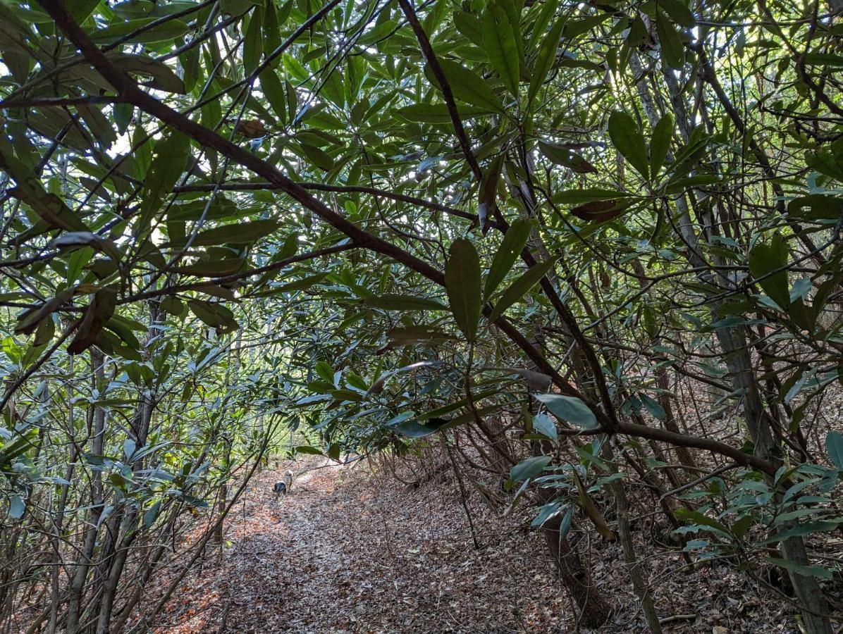 Hidden Hollow Bed And Breakfast Otto المظهر الخارجي الصورة